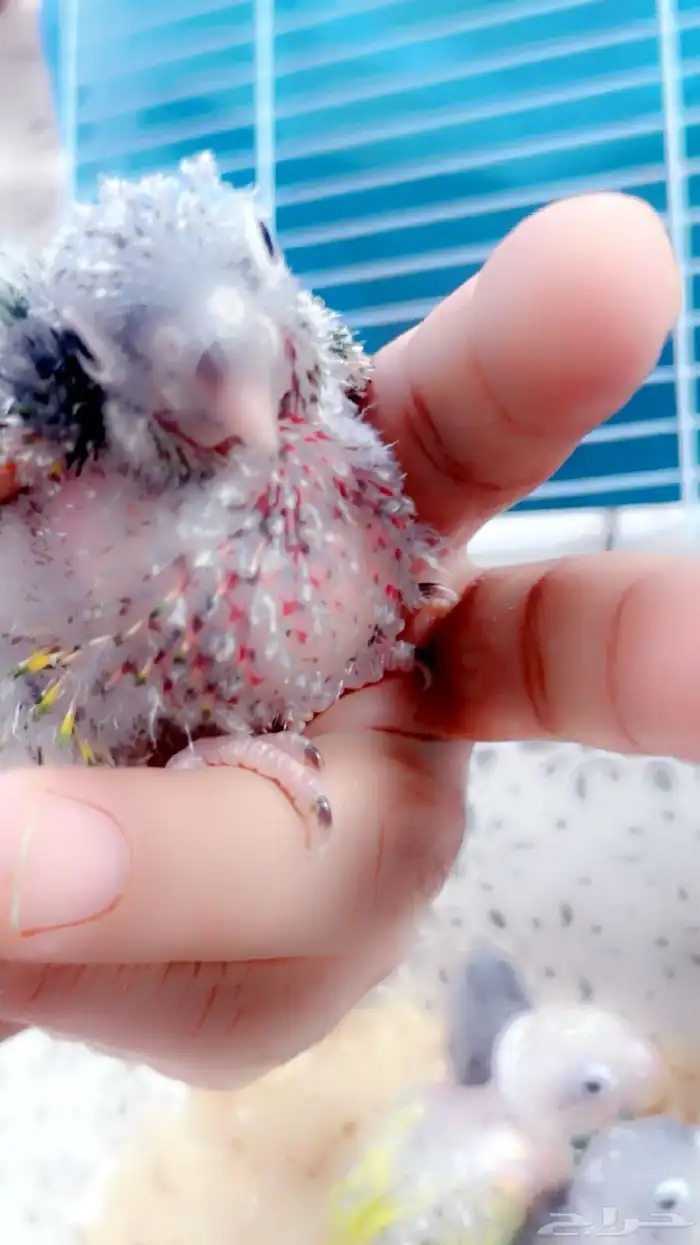 فروخ كنيور غز((تم البيع )) 6