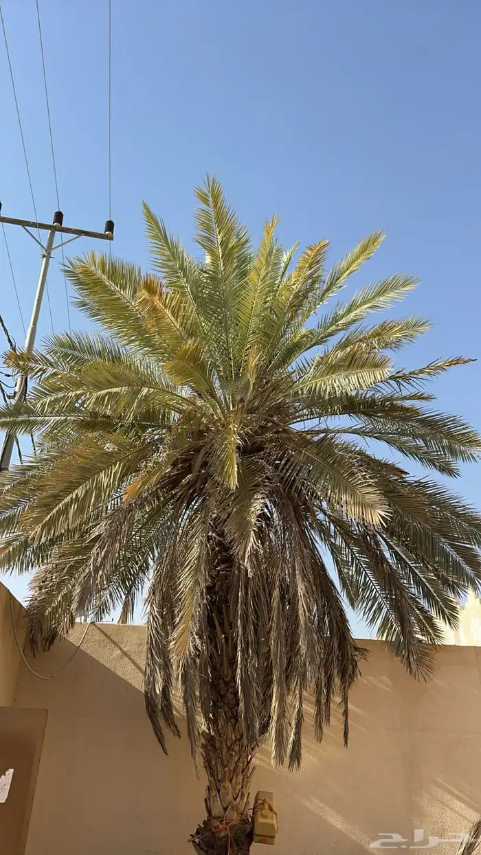 نخل ذكر للبيع 0