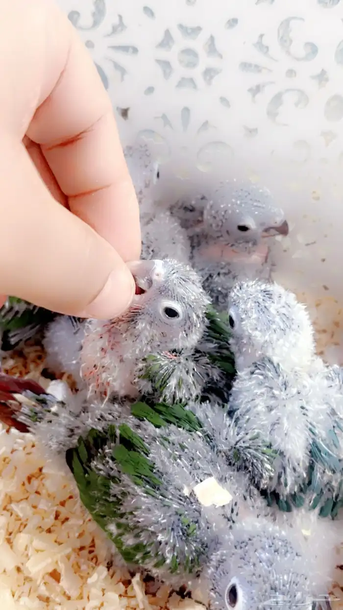 فروخ كنيور غز((تم البيع )) 9