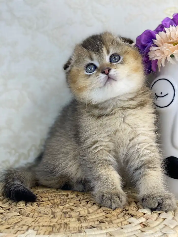 كيتن سكوتش فولد تربل فولد قطط سكوتش قولد 2