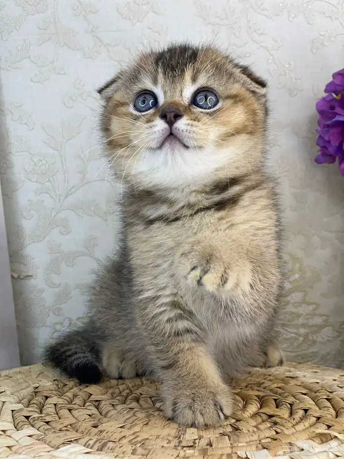 كيتن سكوتش فولد تربل فولد قطط سكوتش قولد 7