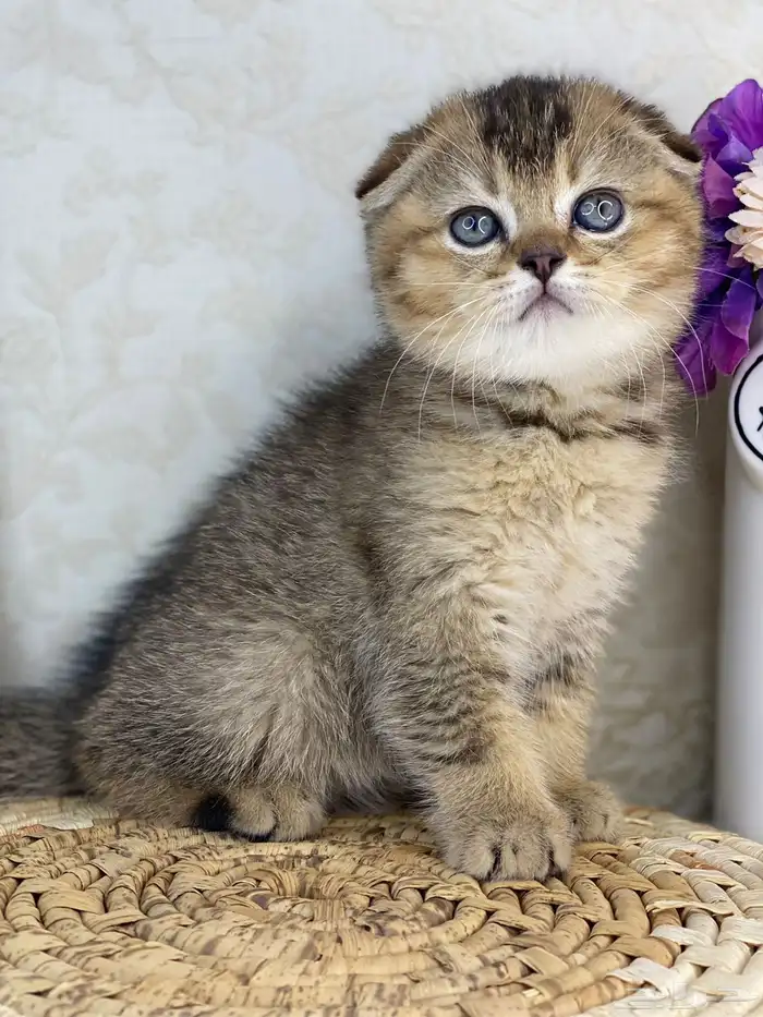 كيتن سكوتش فولد تربل فولد قطط سكوتش قولد 9