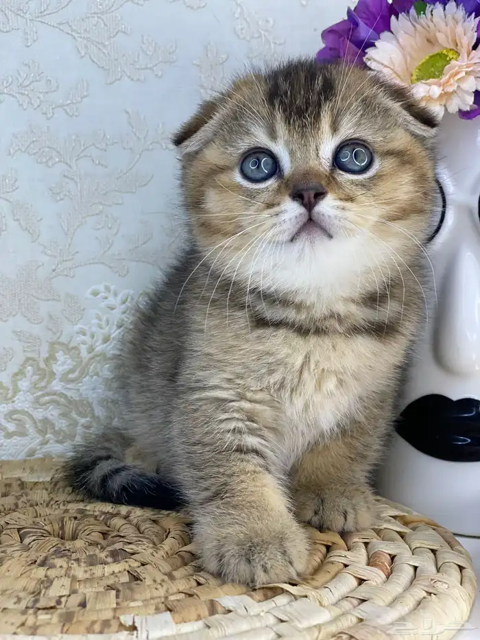 كيتن سكوتش فولد تربل فولد قطط سكوتش قولد 8