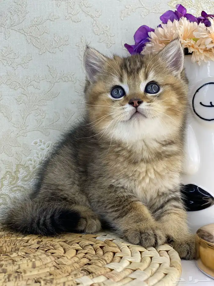 كيتن سكوتش فولد تربل فولد قطط سكوتش قولد 3