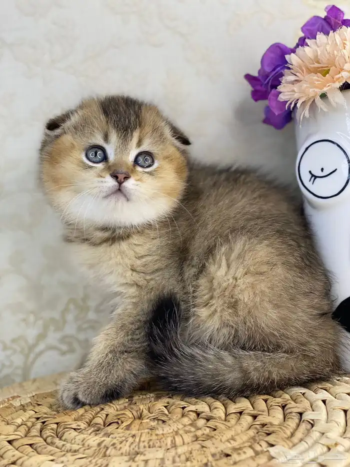 كيتن سكوتش فولد تربل فولد قطط سكوتش قولد 1