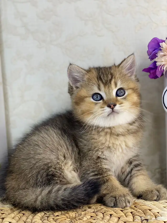 كيتن سكوتش فولد تربل فولد قطط سكوتش قولد 4