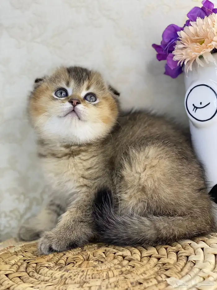 كيتن سكوتش فولد تربل فولد قطط سكوتش قولد 0