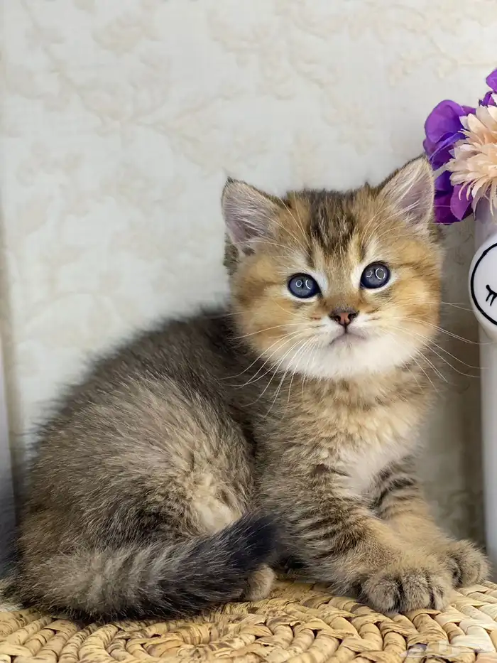 كيتن سكوتش فولد تربل فولد قطط سكوتش قولد 5