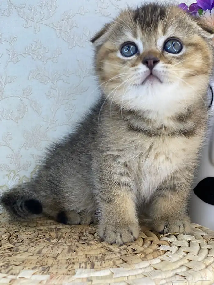 كيتن سكوتش فولد تربل فولد قطط سكوتش قولد 6