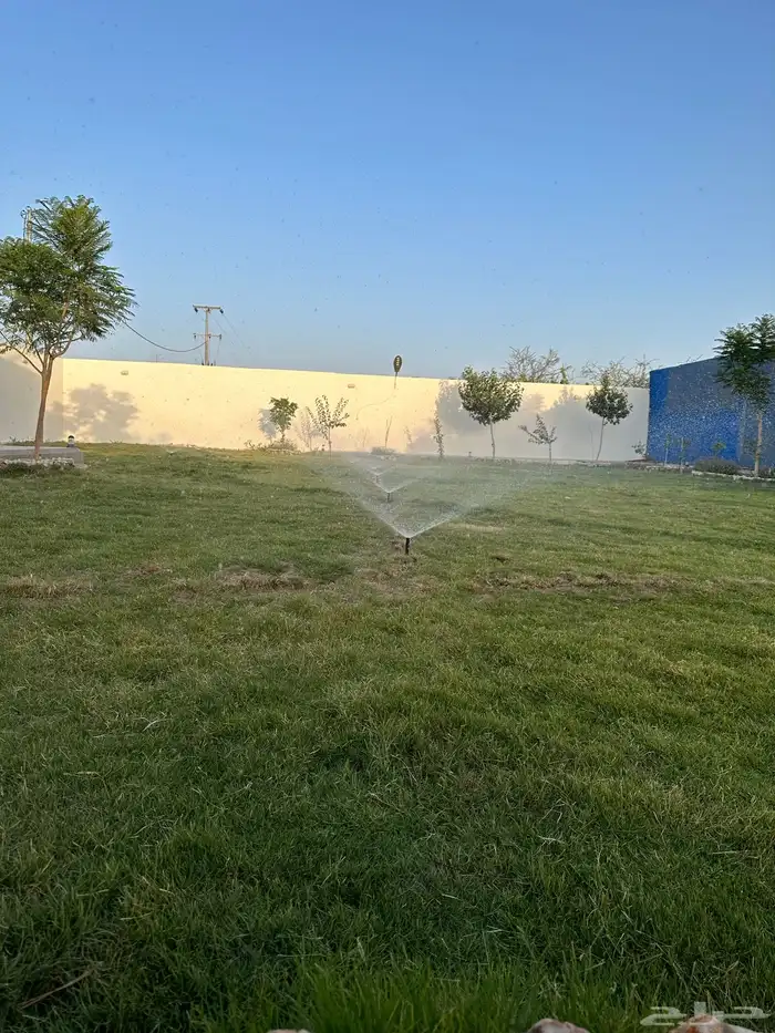 عشب طبيعي مقاوم للملوحة C2000 6