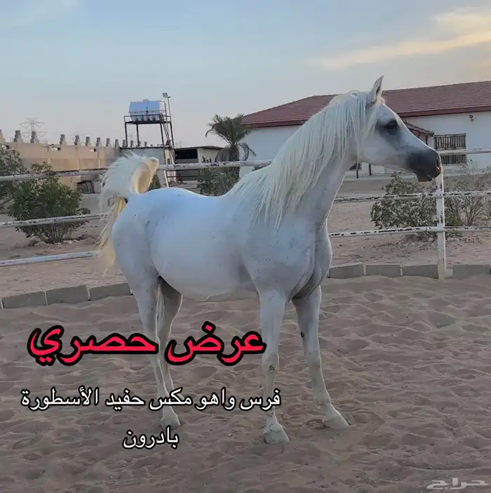 فرس مكس مبيوعه 2