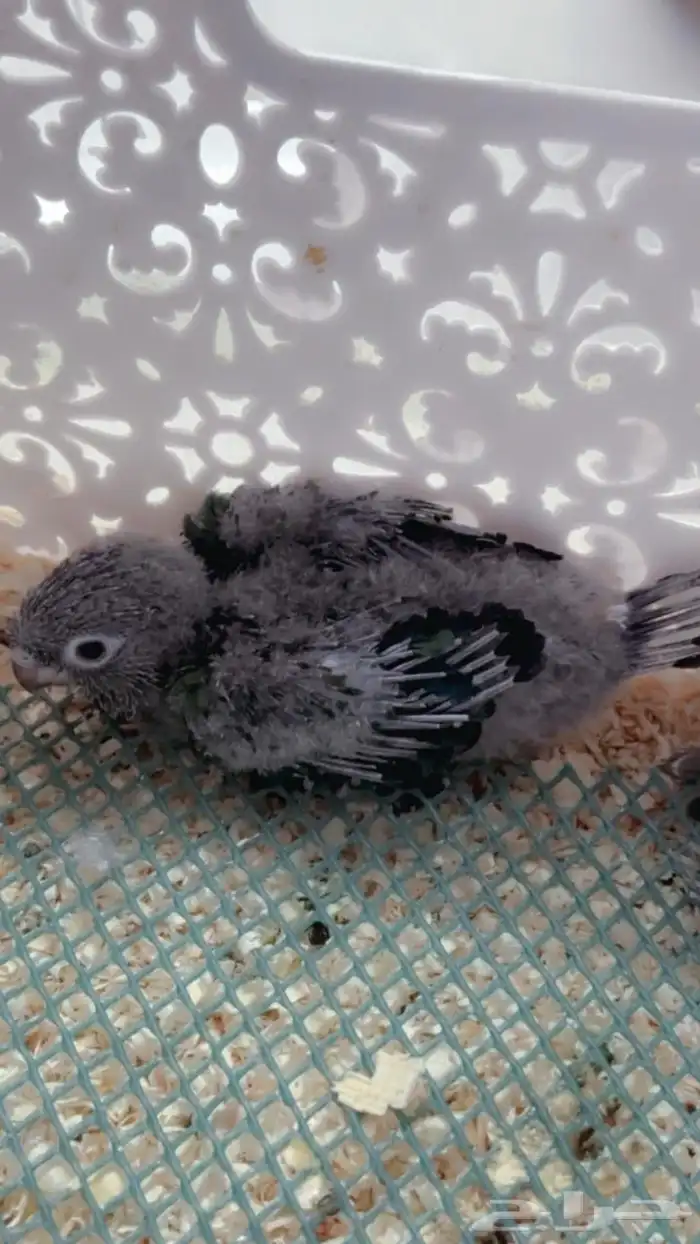 فروخ كنيور غز((تم البيع )) 5