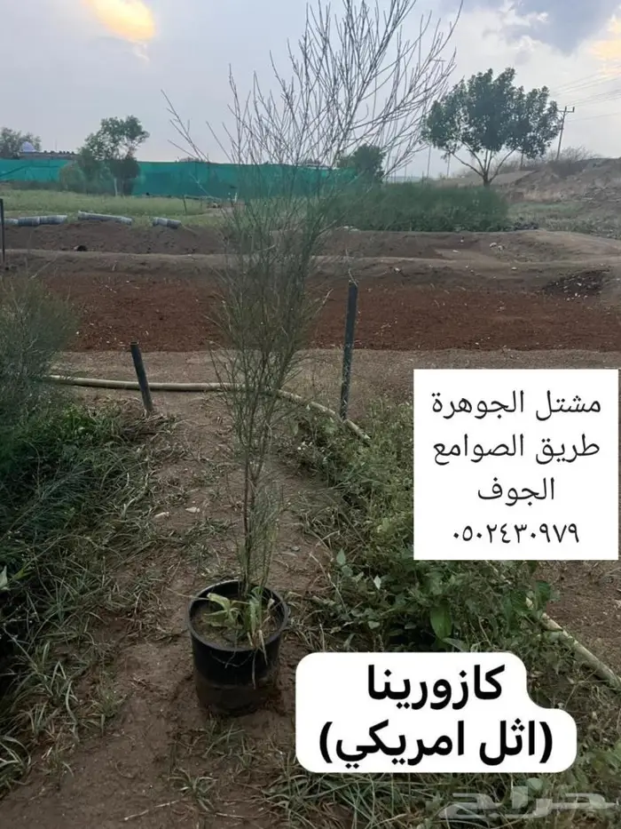 متوفر نجيل طبيعي واشجار زينه 2