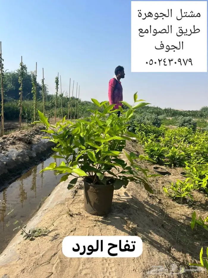 متوفر نجيل طبيعي واشجار زينه 4