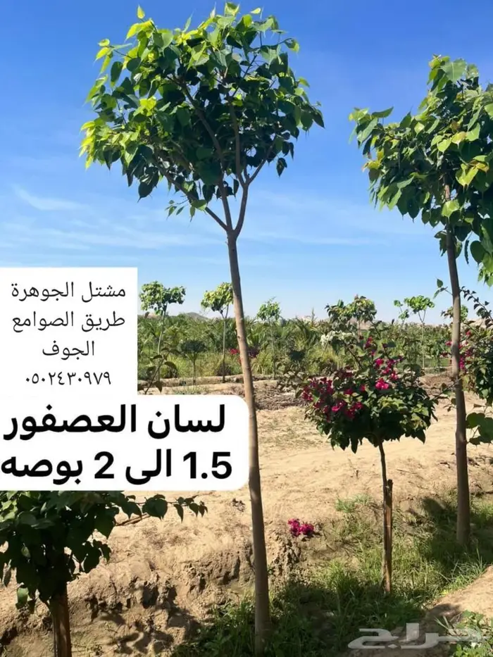 متوفر نجيل طبيعي واشجار زينه 5