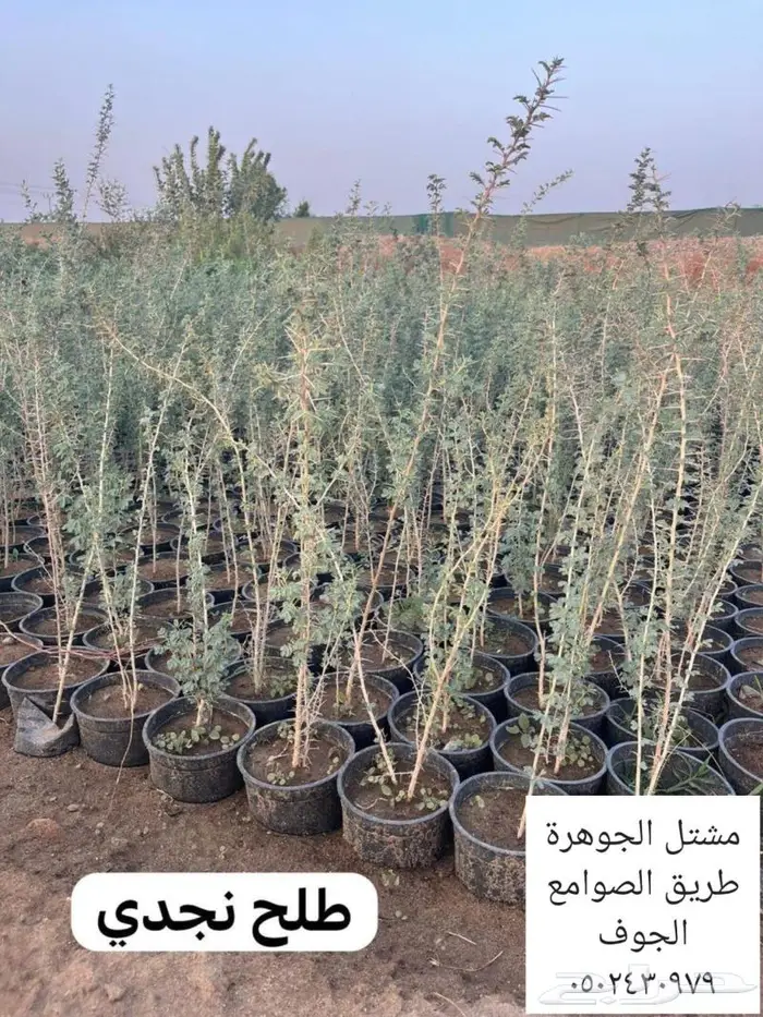 متوفر نجيل طبيعي واشجار زينه 7