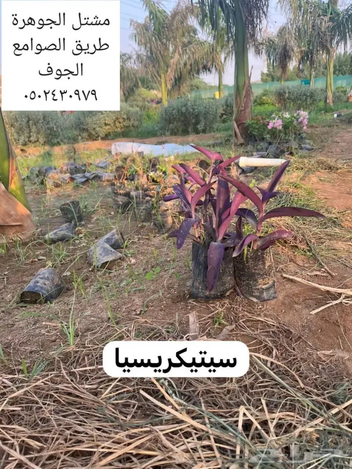 متوفر نجيل طبيعي واشجار زينه 9