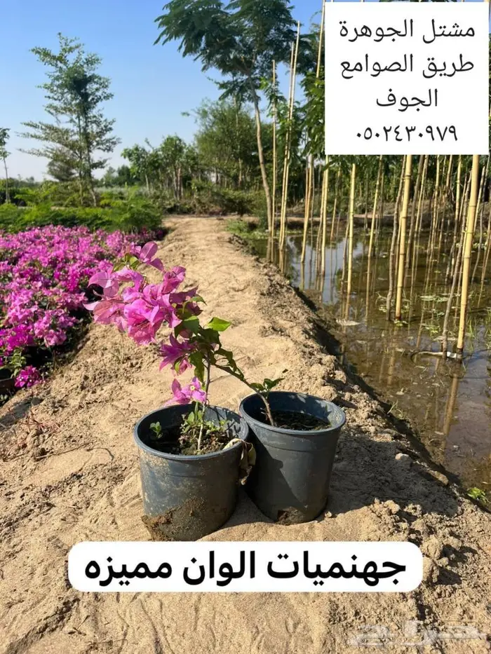 متوفر نجيل طبيعي واشجار زينه 8