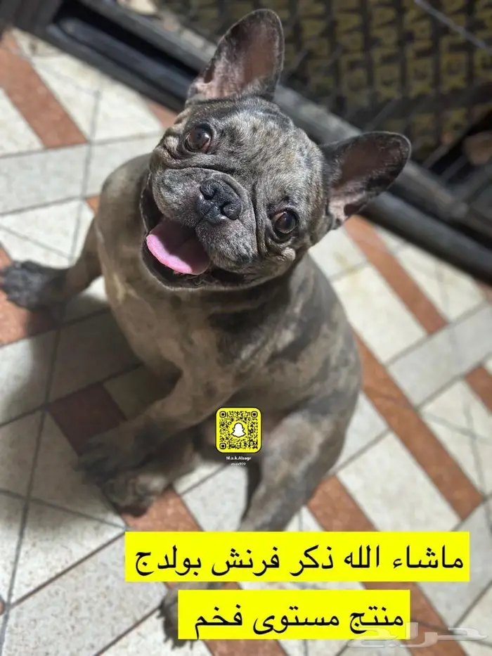 ذكر فرنش منتج 1