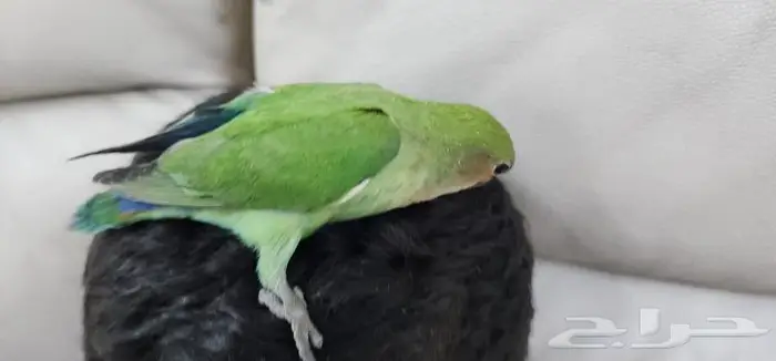 روز اليف جدا ولعوب 1
