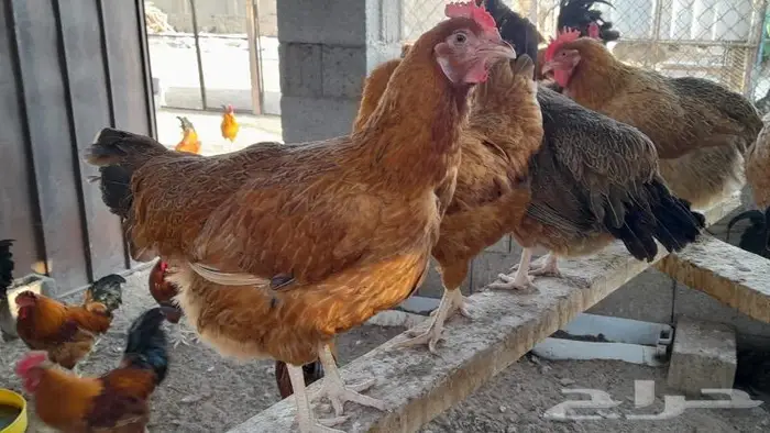 صوص فرنسي للبيع احمر وكولمبي 22