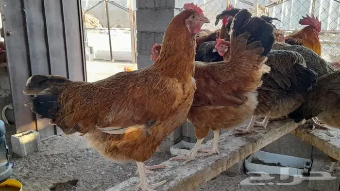 صوص فرنسي للبيع احمر وكولمبي 23