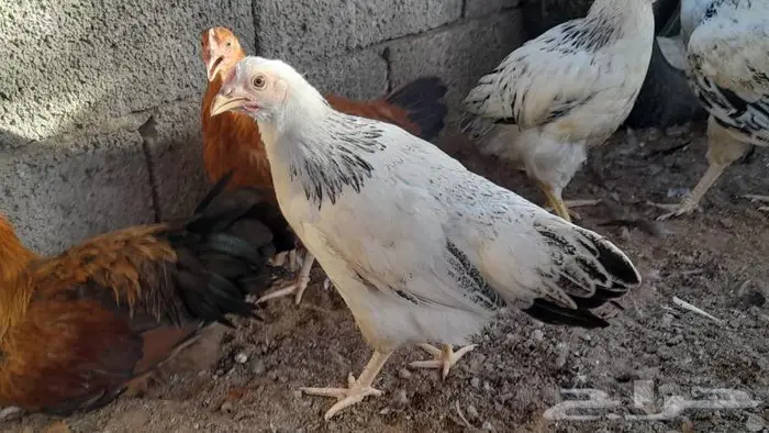 صوص فرنسي للبيع احمر وكولمبي 1