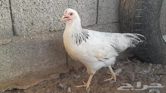 صوص فرنسي للبيع احمر وكولمبي 4