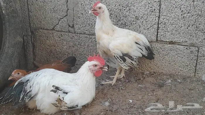 صوص فرنسي للبيع احمر وكولمبي 5