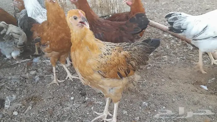 صوص فرنسي للبيع احمر وكولمبي 7