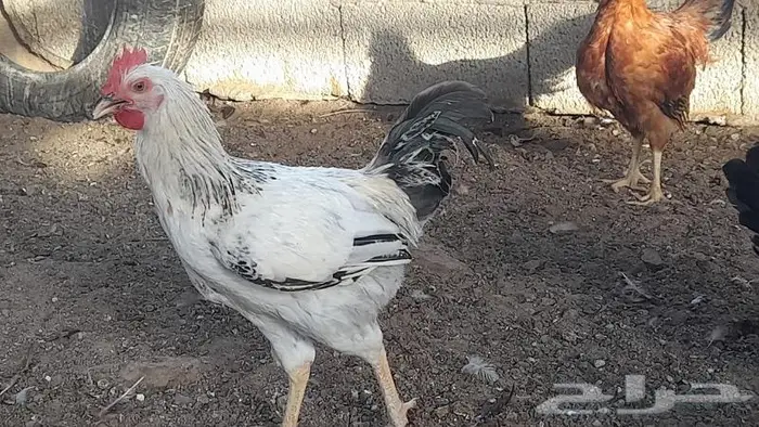 صوص فرنسي للبيع احمر وكولمبي 8