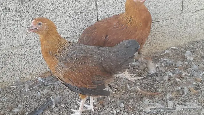 صوص فرنسي للبيع احمر وكولمبي 10
