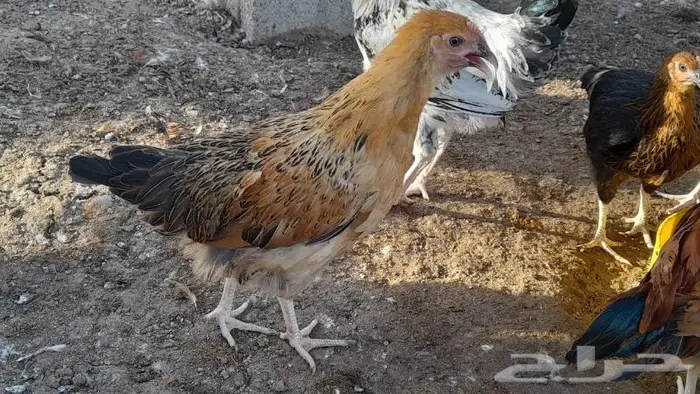 صوص فرنسي للبيع احمر وكولمبي 12