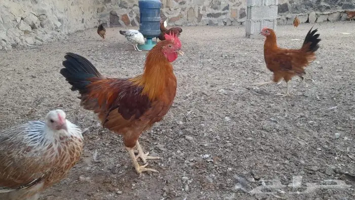 صوص فرنسي للبيع احمر وكولمبي 16