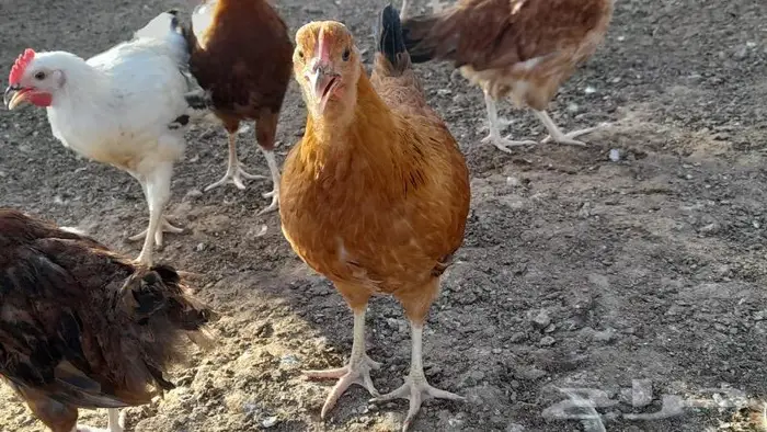 صوص فرنسي للبيع احمر وكولمبي 15
