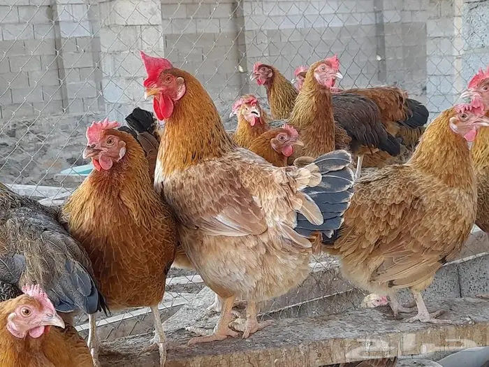 صوص فرنسي للبيع احمر وكولمبي 33
