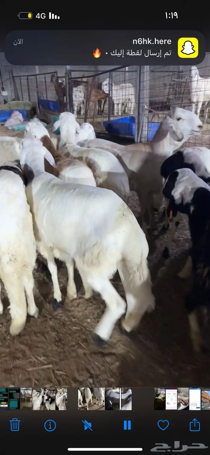 سواكن بيض وحمر وحري طايفي 0