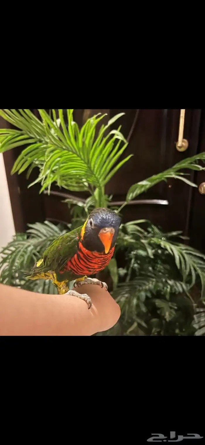 ببغاء لوري متكلم 1