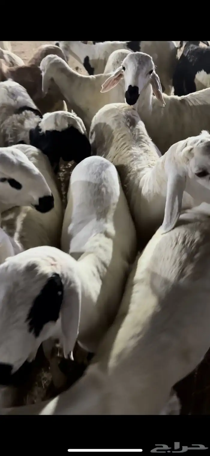 سواكن بيض وحمر وحري طايفي 5