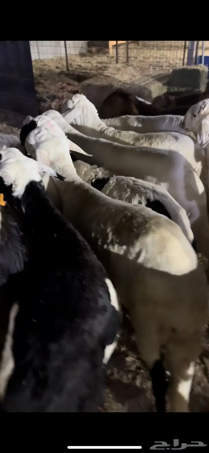 سواكن بيض وحمر وحري طايفي 2