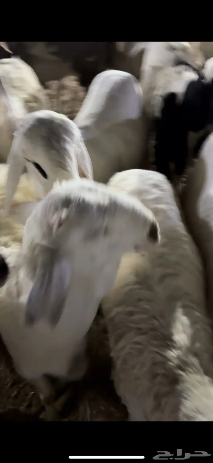 سواكن بيض وحمر وحري طايفي 4