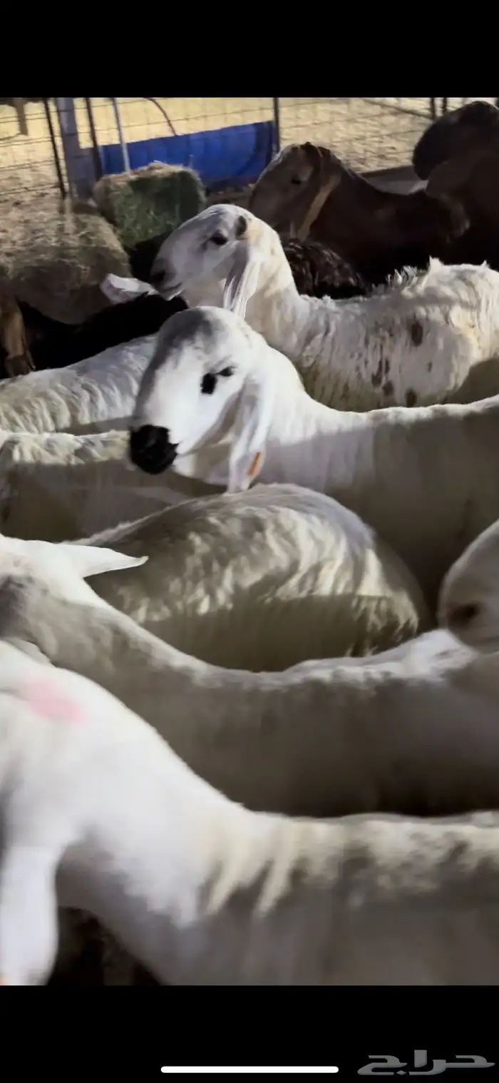 سواكن بيض وحمر وحري طايفي 3