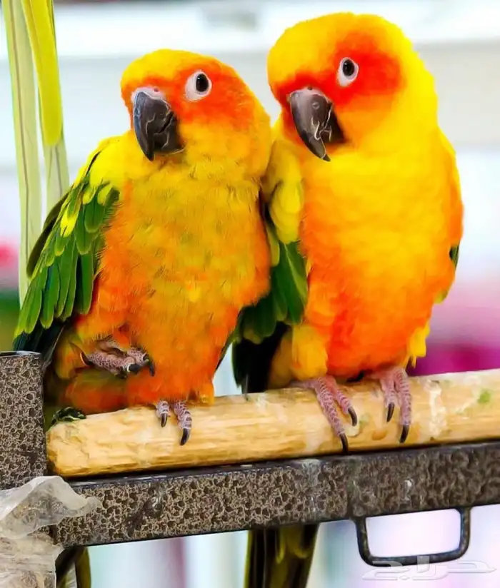 مفقود زوج صن كنيور 0