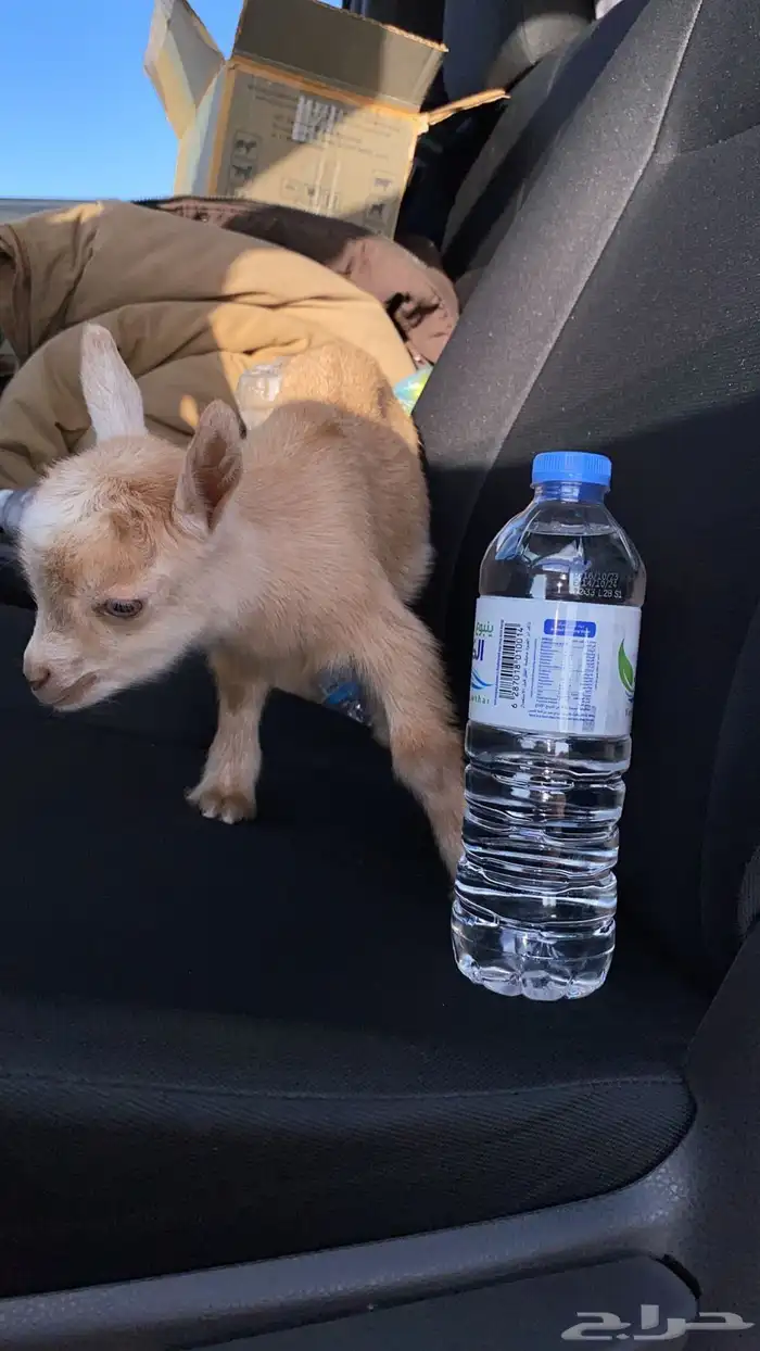 ماعز قزم صغير مدرب على الرضاعة باليد الماعز القزم 1