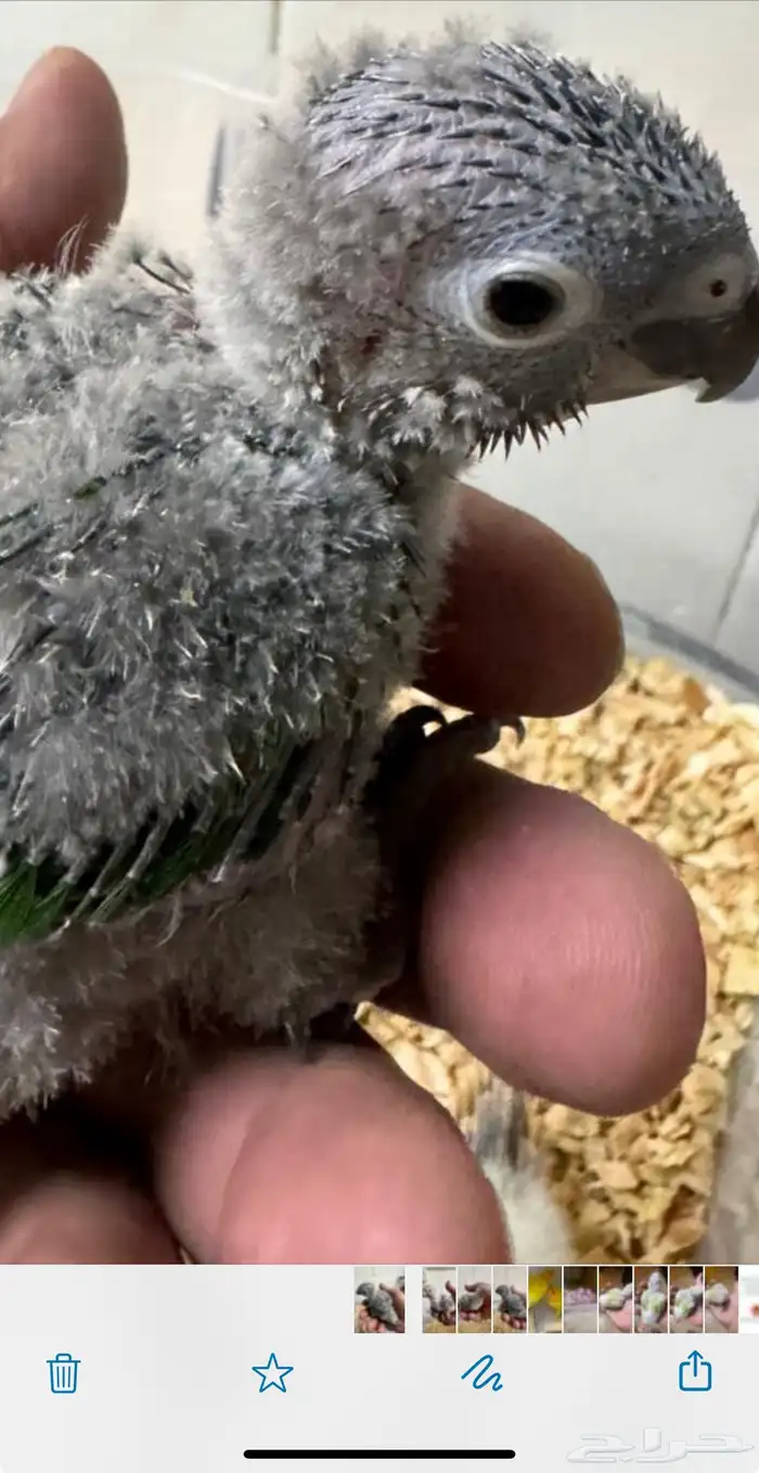 فروخ كنيور غز((تم البيع )) 3