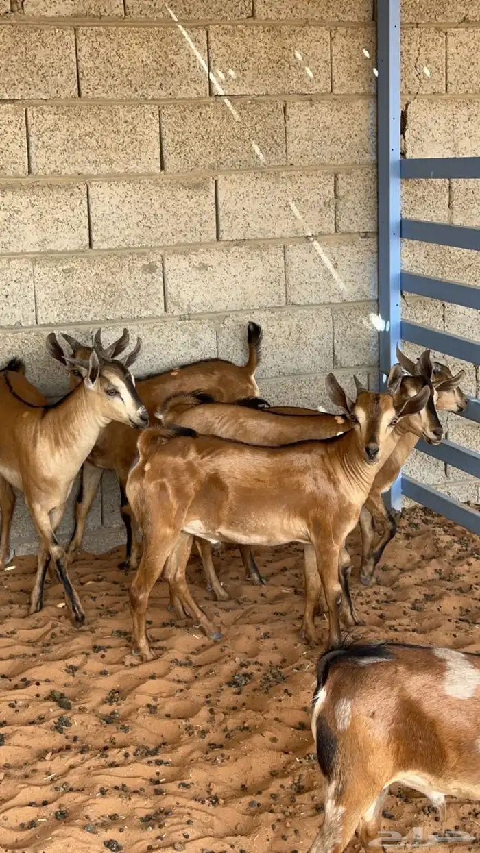 تيوس لون الصيد للسكين   شحم -المزاحمية- 0