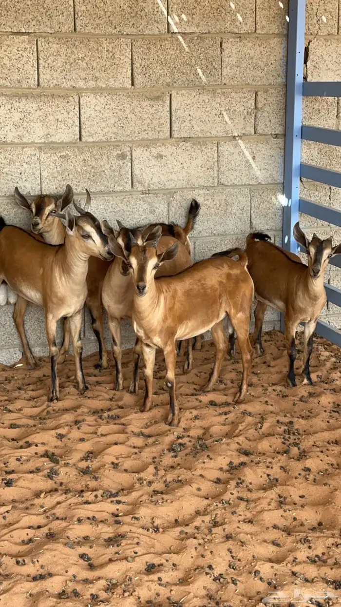 تيوس لون الصيد للسكين   شحم -المزاحمية- 2