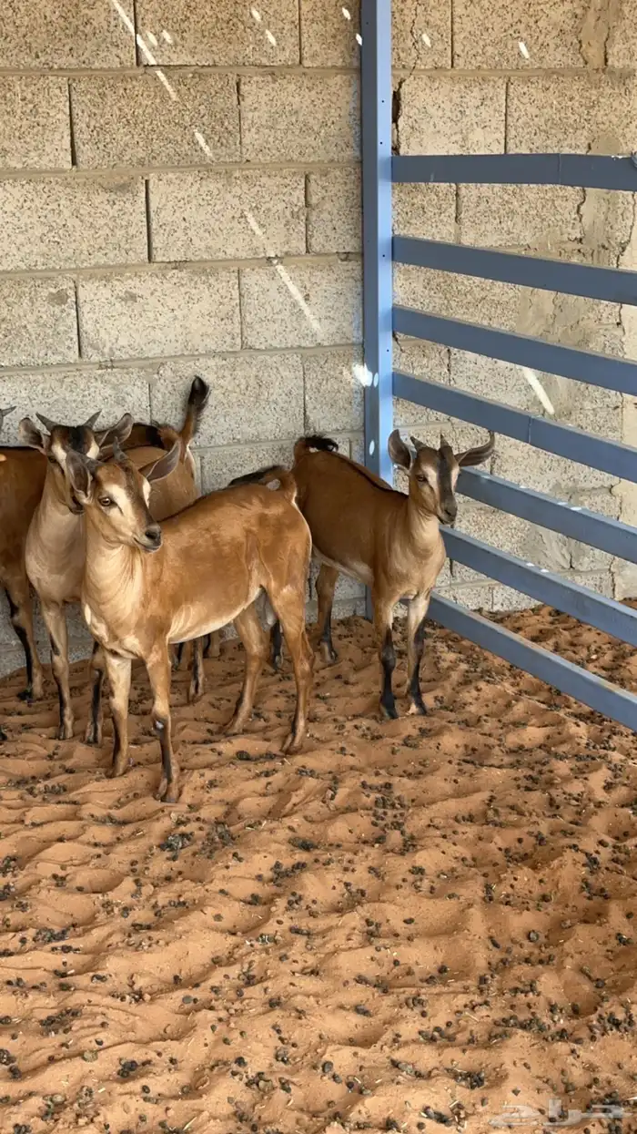 تيوس لون الصيد للسكين   شحم -المزاحمية- 1