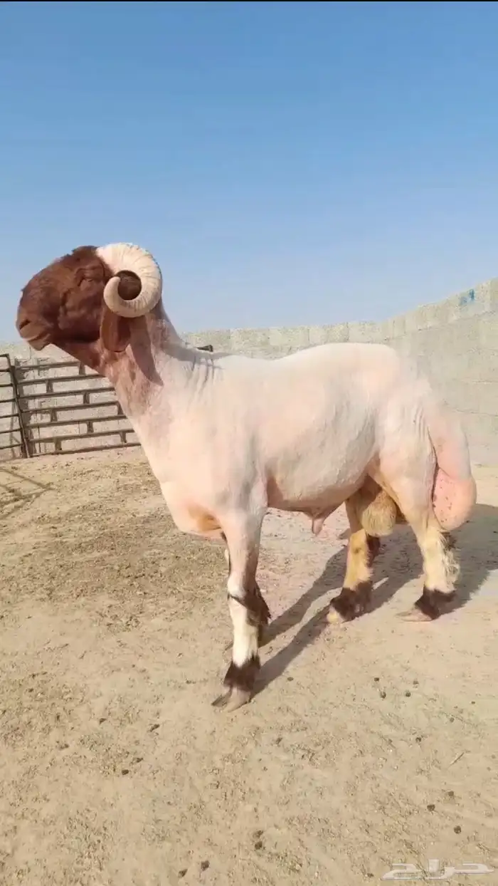 فحل ثني نعيمي صنف شرط القريع 1