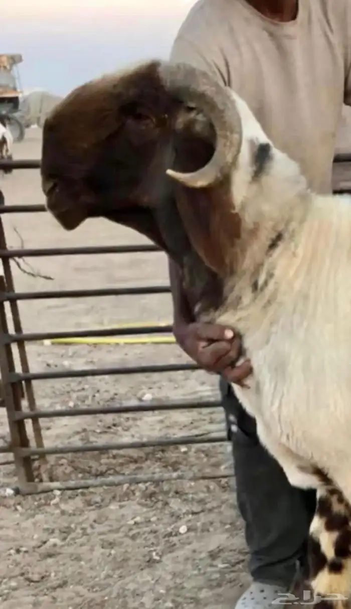 فحل ثني نعيمي صنف شرط القريع 10